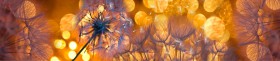 Кухонный фартук Мерцание Одуванчики золотистые 3 серебро в Ленске - lensk.katalogmebeli.com | фото 1
