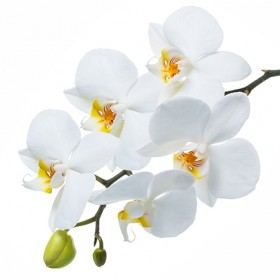 Стол обеденный Танго белый/Орхидея в Ленске - lensk.katalogmebeli.com | фото 3